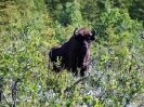 (Photo: Martin Hertel) One of three Muskox of the Pleistocene park. 