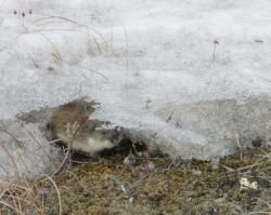 A Siberian lemming