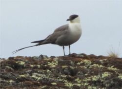 (Photo: Carolina & Richard) Angry bird guarding the study site. 