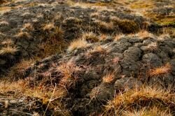 Permafrost cracks in the tundra in Ny Ålesund in August 2012. Photo: Hjalti Þór Hreinsson, Arctic Portal.