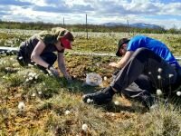 Vegetation removal at the Abisko field station 2012, Photo: J. Bengtsson