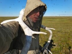 Never alone on a warm day in the tundra smaller